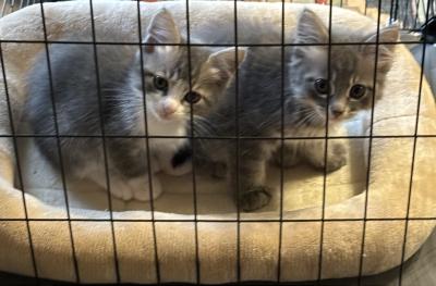 保護猫の女の子と男の子の兄弟が来てくれました 蔵之助 (58) 北海道（出張性感マッサージ
