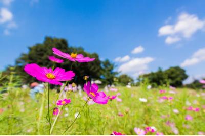 都会と花と、階段のリズム 龍生 (47) 埼玉県（出張性感マッサージ