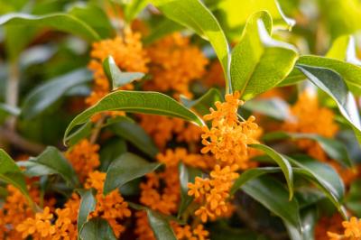 金木犀、揺れる頃 恭介 (48) 京都府（出張性感マッサージ