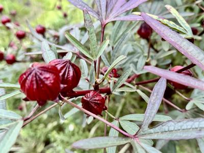 賢人 (32) 大宮 萬天堂 / 出張性感マッサージ