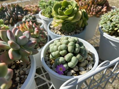 Riku (37) 岡山 萬天堂 / 出張性感マッサージ