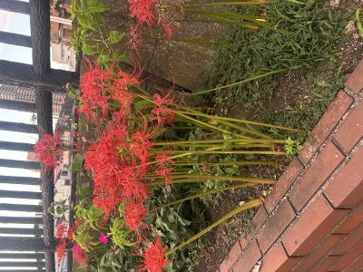 竜胆 (49) 東京 萬天堂 / 出張性感マッサージ