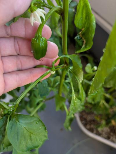 峰 (45) 岐阜 萬天堂 / 出張性感マッサージ