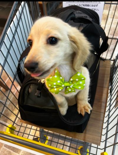 風羽 (34) 京都 萬天堂 / 出張性感マッサージ