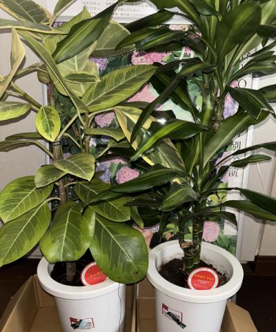 雅 (26) 千葉 萬天堂 / 出張性感マッサージ