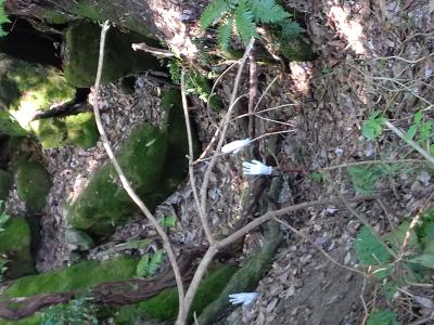 登山日和⛰️ タカシ (46) 香川県（出張性感マッサージ