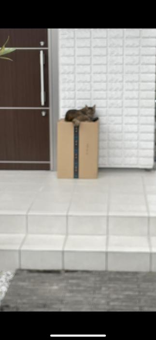 ねこはっけん！ こはる (28) 愛知県（出張性感マッサージ