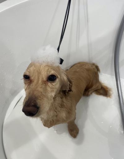 風羽 (34) 京都 萬天堂 / 出張性感マッサージ