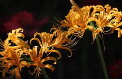 大切な時間 Vivi (33) 福岡県（出張性感マッサージ