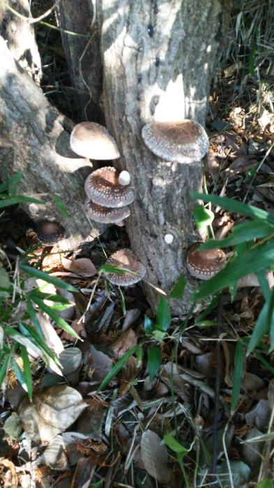 無題 タカシ (46) 香川県（出張性感マッサージ