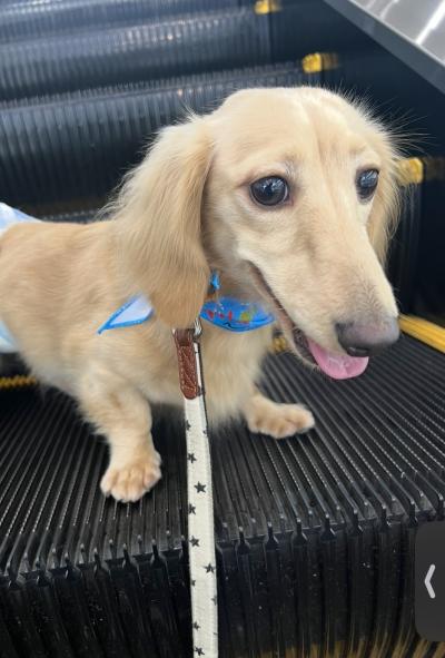 風羽 (34) 京都 萬天堂 / 出張性感マッサージ