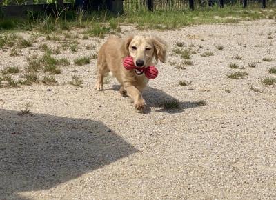 風羽 (34) 京都 萬天堂 / 出張性感マッサージ