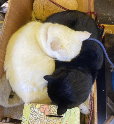 MIYABI (40) 信州 萬天堂 / 出張性感マッサージ