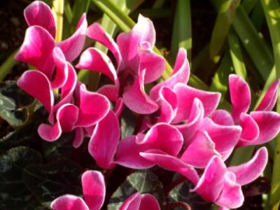 かおる (37) 広島 萬天堂 / 出張性感マッサージ