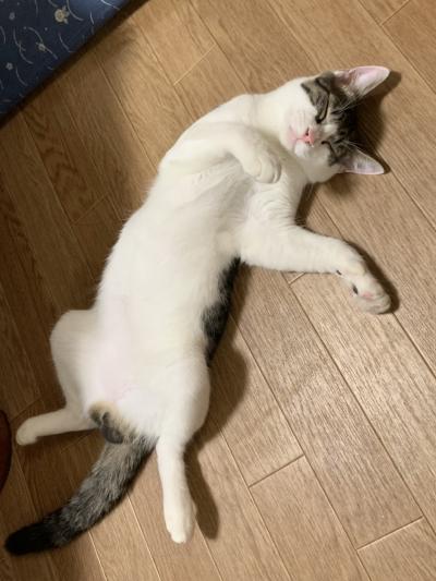 衣鉢を継ぐ 静 (60) 愛知県（出張性感マッサージ