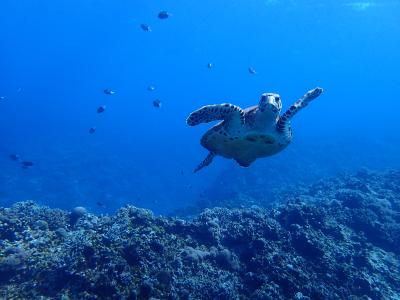 たいせい (30) 沖縄 萬天堂 / 出張性感マッサージ