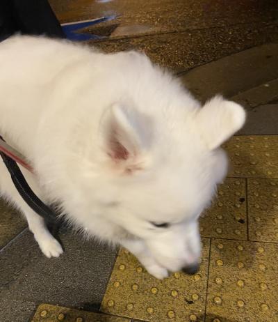 無題 いっせい (37) 大阪府（出張性感マッサージ