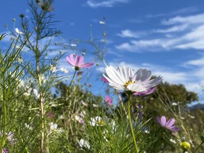 コスモス🌸 詩音 (40) 大阪府（出張性感マッサージ
