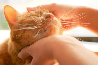 無題 MIYABI (40) 長野県（出張性感マッサージ