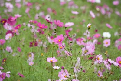 フミ (47) 岡山 萬天堂 / 出張性感マッサージ