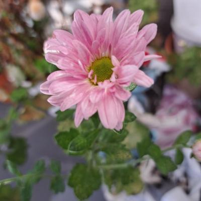 カズマル (52) 浜松 萬天堂 / 出張性感マッサージ