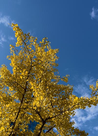 麻耶 (37) 仙台 萬天堂 / 出張性感マッサージ