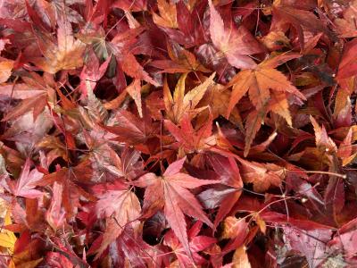 これ紅葉だっけ？ 心理 (31) 島根県（出張性感マッサージ