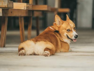 動物と暮らしてみたい？暮らすとしたら何かな？ 椎名 (52) 東京都（出張性感マッサージ