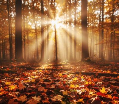 季節の音に耳を澄ませて 勇耀 (46) 岐阜県（出張性感マッサージ