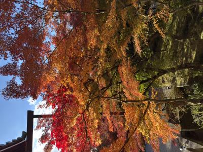 心の洗濯。京都でパワーチャージしてきました🍁 テオ (30) 大阪府（出張性感マッサージ