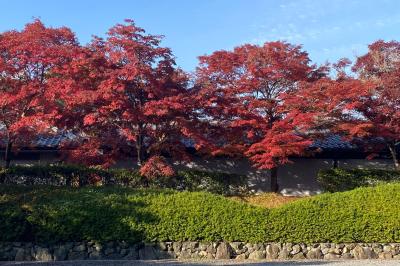 紅葉〜☆ つかさ (31) 京都府（出張性感マッサージ