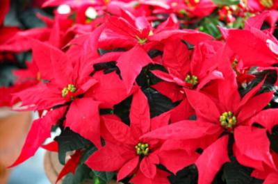 小さな感動 かおる (37) 広島県（出張性感マッサージ