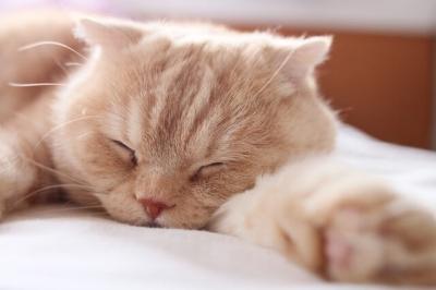 あったかいのが一番 Natsu (27) 岡山県（出張性感マッサージ