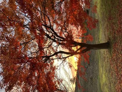 伊月 (43) 新潟 萬天堂 / 出張性感マッサージ