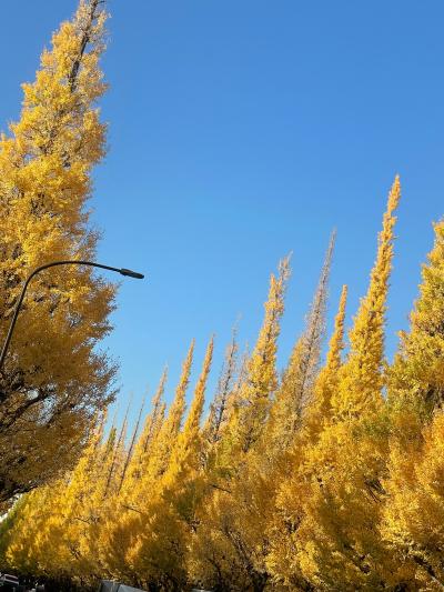 ハルヤ (28) 大宮 萬天堂 / 出張性感マッサージ