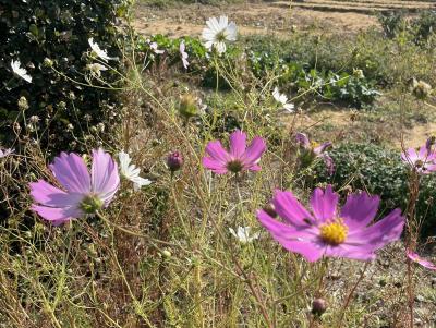 静 (60) 名古屋 萬天堂 / 出張性感マッサージ