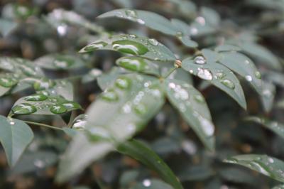 雨上がりの雨粒と実 筧 (52) 埼玉県（出張性感マッサージ
