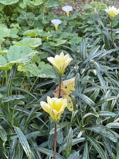 アタラクシア（心の平静） 静 (60) 愛知県（出張性感マッサージ