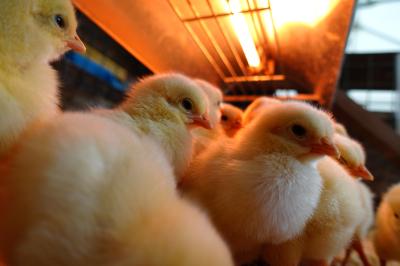 無題 恵一 (36) 岡山県（出張性感マッサージ