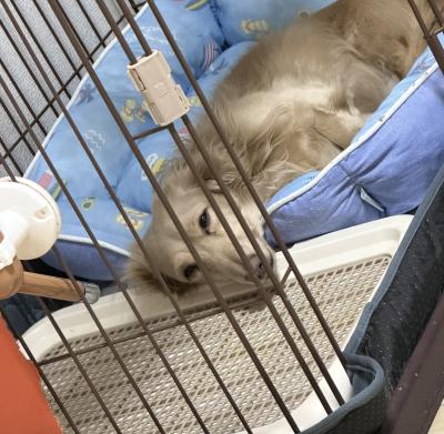 今日もお疲れさま…そんな顔☺️ 風羽 (34) 京都府（出張性感マッサージ