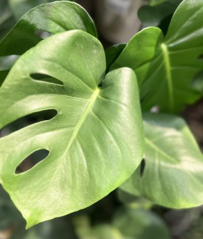 亜呂 (49) 水戸 萬天堂 / 出張性感マッサージ