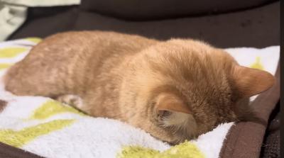 直澄 (48) 東京 萬天堂 / 出張性感マッサージ