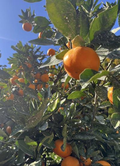 シーズンオフ 三日月 (32) 大阪府（出張性感マッサージ