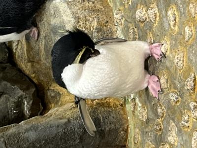 くるまクルマ車…轟🚗 宗近 (46) 広島県（出張性感マッサージ
