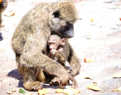 恵一 (36) 岡山 萬天堂 / 出張性感マッサージ