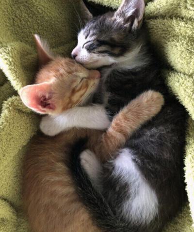 琥太郎 (37) 岐阜 萬天堂 / 出張性感マッサージ