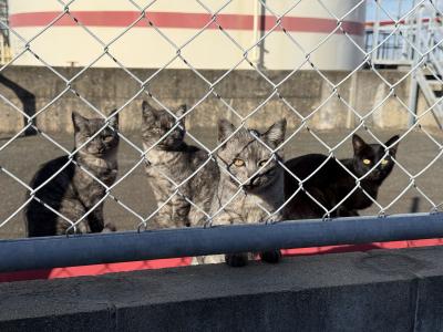 哲也 (51) 福岡 萬天堂 / 出張性感マッサージ