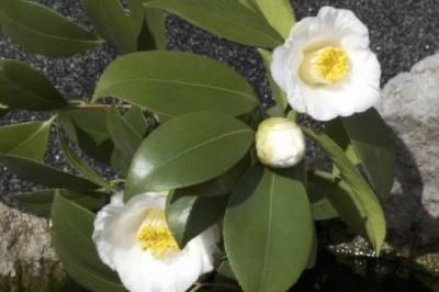 静 (60) 名古屋 萬天堂 / 出張性感マッサージ