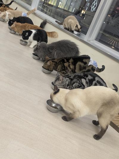 ホタル (28) 郡山 萬天堂 / 出張性感マッサージ