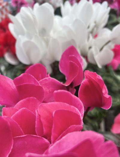 私は毎日元気✨…元気な事してるからよんシンプル🩵 亜呂 (49) 茨城県（出張性感マッサージ